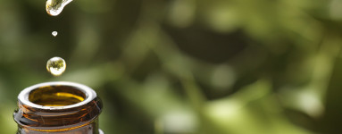 Jojobaöl (Simmondsia chinensis)